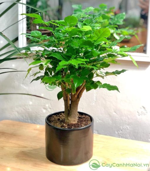 Hạnh phúc là cây cảnh nội thất rất được yêu thích