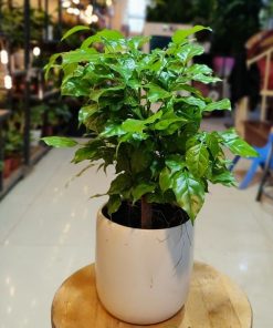 Cây hạnh phúc có tán lá sum suê, tượng trưng cho sự gắn kết gia đình