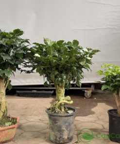 Cây hạnh phúc gốc tường được đặt ở khu vực chụp ảnh hoặc tiền sảnh