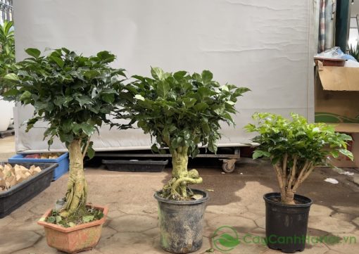 Cây hạnh phúc gốc tường được đặt ở khu vực chụp ảnh hoặc tiền sảnh