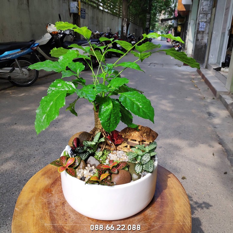 Cây hạnh phúc tiểu cảnh mang lại cảm giác thư giãn, dễ chịu khi trưng bày trong nhà, phòng làm việc…