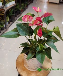 Cây hồng môn có sức sống bền bỉ, không cần nhiều công sức chăm sóc