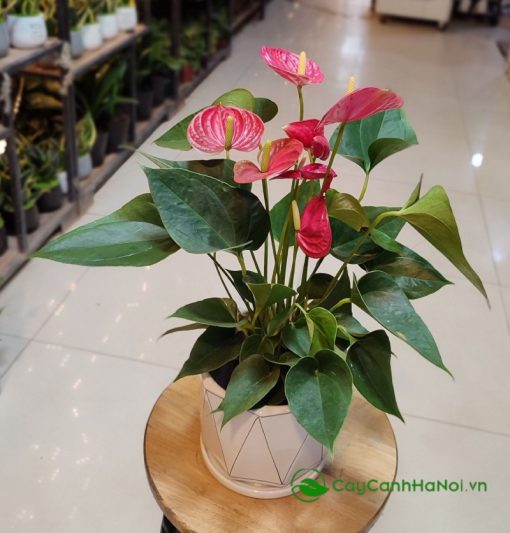 Cây hồng môn có sức sống bền bỉ, không cần nhiều công sức chăm sóc