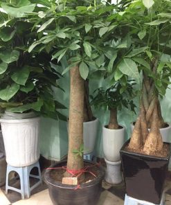Cây kim ngân có thể kết hợp hài hòa với nhiều phong cách thiết kế nội thất