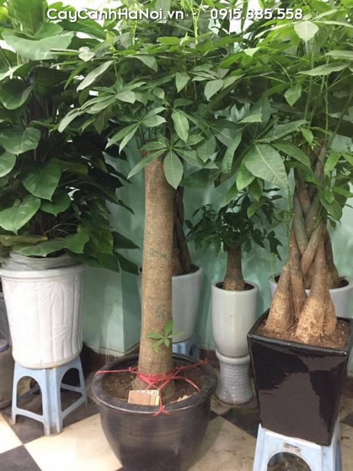 Cây kim ngân có thể kết hợp hài hòa với nhiều phong cách thiết kế nội thất