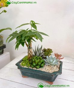 Cây kim ngân có thể kết hợp hài hòa với nhiều phong cách thiết kế nội thất