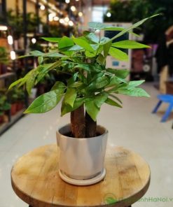 Hầu hết các mệnh, tuổi đều có thể trồng cây kim ngân