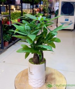 Hầu hết các mệnh, tuổi đều có thể trồng cây kim ngân
