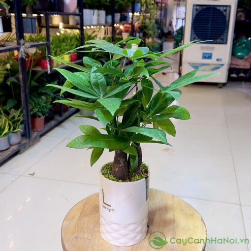Hầu hết các mệnh, tuổi đều có thể trồng cây kim ngân
