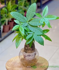 Cây kim ngân thủy sinh có nhỏ gọn, rất phù hợp để đặt trên bàn làm việc
