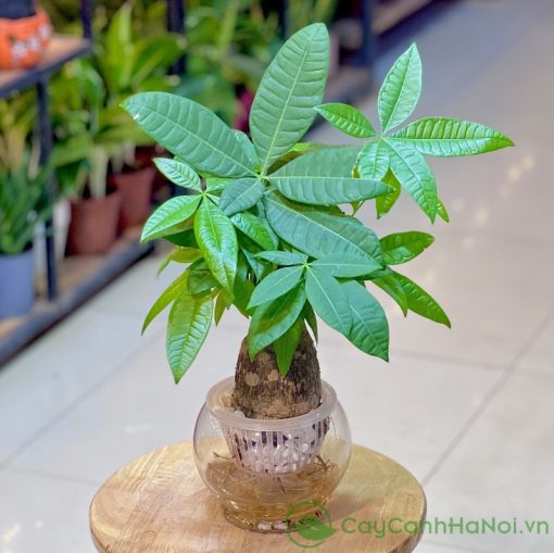 Cây kim ngân thủy sinh có nhỏ gọn, rất phù hợp để đặt trên bàn làm việc