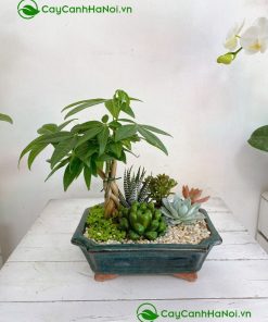 Thân cây kim ngân được đan xoắn đều tay nhìn rất đẹp mắt