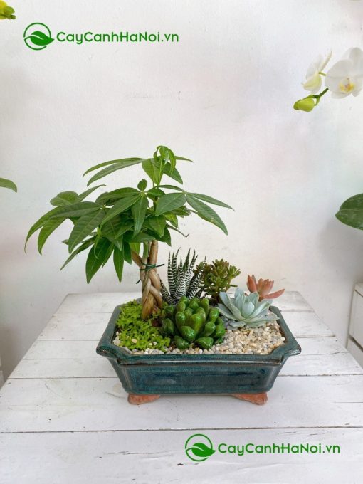 Thân cây kim ngân được đan xoắn đều tay nhìn rất đẹp mắt
