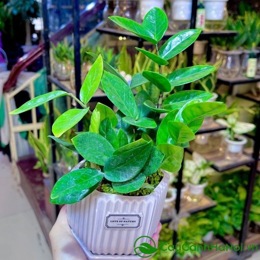 Cây kim tiền phù hợp để đặt trên bàn làm việc hoặc góc phòng