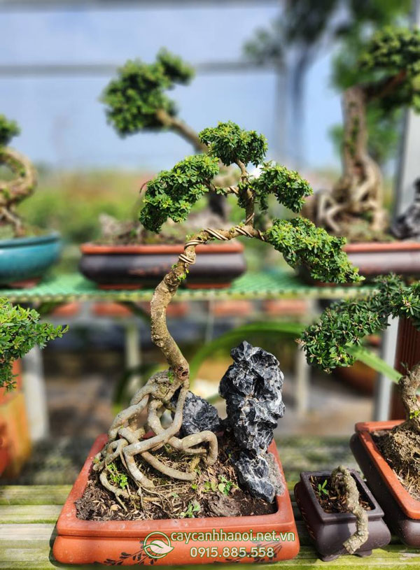 Cây linh sam hạt gạo mang đến nhiều ý nghĩa phong thủy tốt đẹp