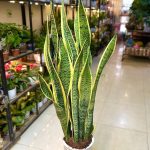 Lưỡi hổ là loại cây cực kỳ bền bỉ và gần như không đòi hỏi công chăm sóc