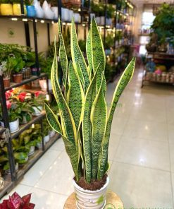 Lưỡi hổ là loại cây cực kỳ bền bỉ và gần như không đòi hỏi công chăm sóc