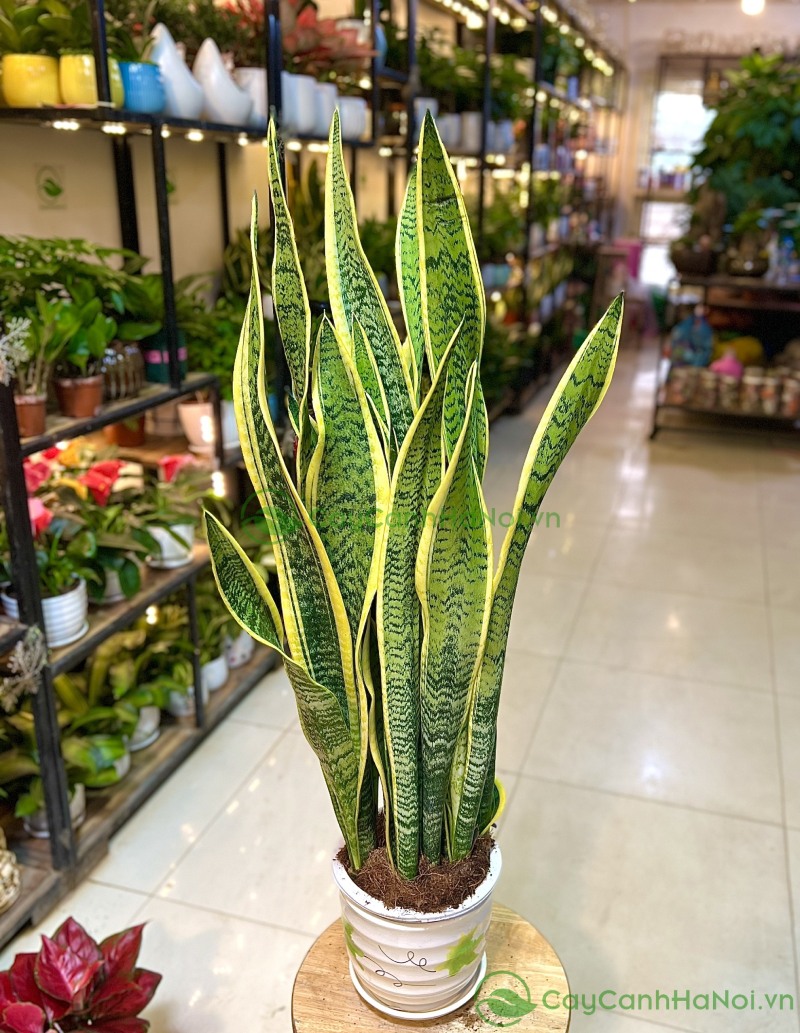 Lưỡi hổ là loại cây cực kỳ bền bỉ và gần như không đòi hỏi công chăm sóc
