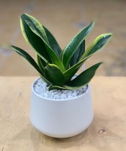 Lưỡi hổ là loại cây cực kỳ bền bỉ và gần như không đòi hỏi công chăm sóc