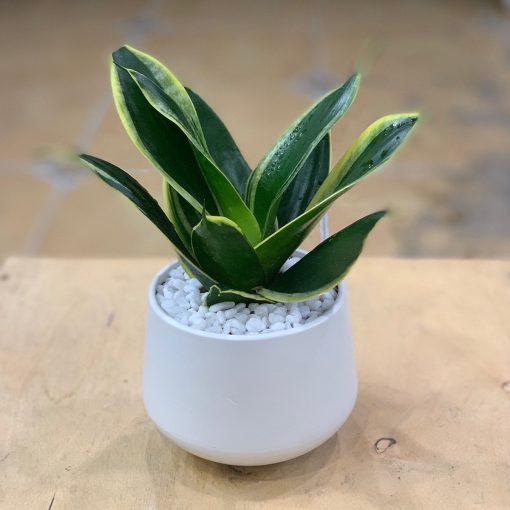 Lưỡi hổ là loại cây cực kỳ bền bỉ và gần như không đòi hỏi công chăm sóc