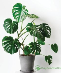 Cây Monstera có lá lớn, xẻ sâu tự nhiên tạo nên vẻ đẹp ấn tượng