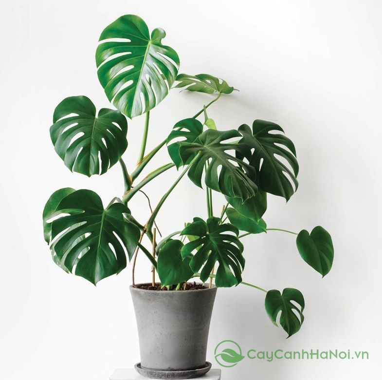 Cây Monstera có lá lớn, xẻ sâu tự nhiên tạo nên vẻ đẹp ấn tượng