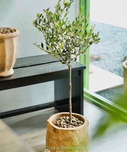 Cây ô liu trồng chậu đá mài