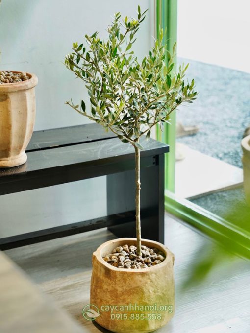 Cây ô liu trồng chậu đá mài