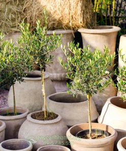 Cây Olive trồng chậu đất nung