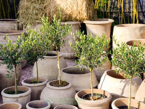 Cây Olive trồng chậu đất nung