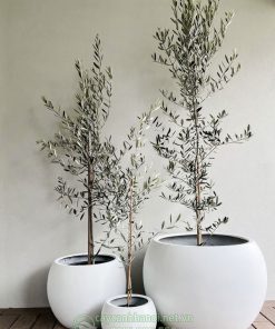 Cây Olive dễ trồng và ít tốn công chăm sóc