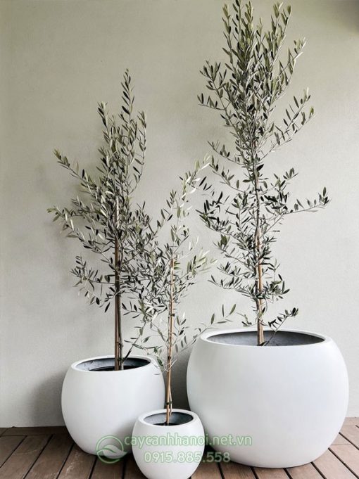 Cây Olive dễ trồng và ít tốn công chăm sóc