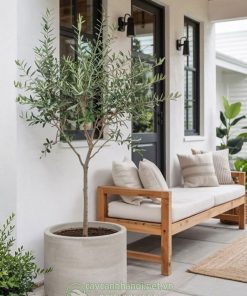 Cây Oliu trồng chậu trang trí không gian sống à một loại cây biểu tượng của vùng Địa Trung Hải