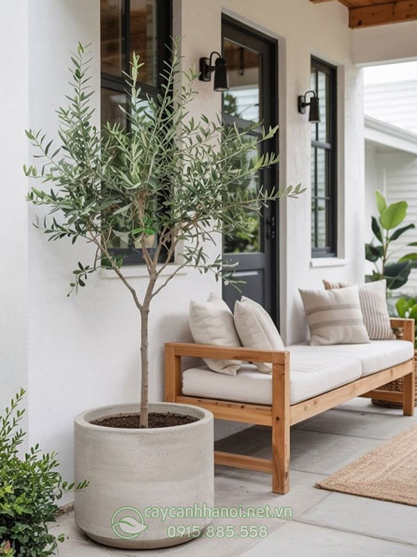 Cây Oliu trồng chậu trang trí không gian sống à một loại cây biểu tượng của vùng Địa Trung Hải