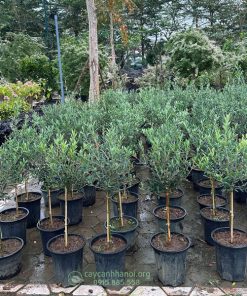 Cây Olive có nguồn gốc từ Địa Trung Hải là biểu tượng của thịnh vượng & hoà bình