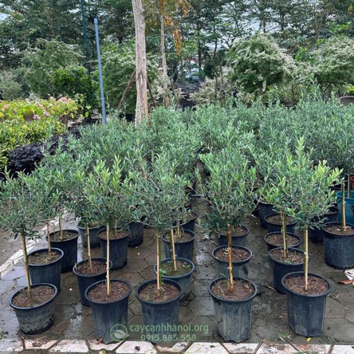 Cây Olive có nguồn gốc từ Địa Trung Hải là biểu tượng của thịnh vượng & hoà bình