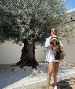 Cây Olive cổ thụ trồng trang trí sân vườn