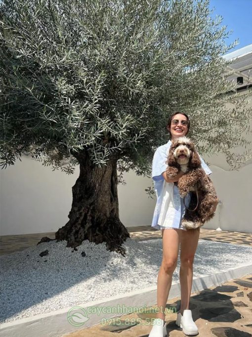Cây Olive cổ thụ trồng trang trí sân vườn