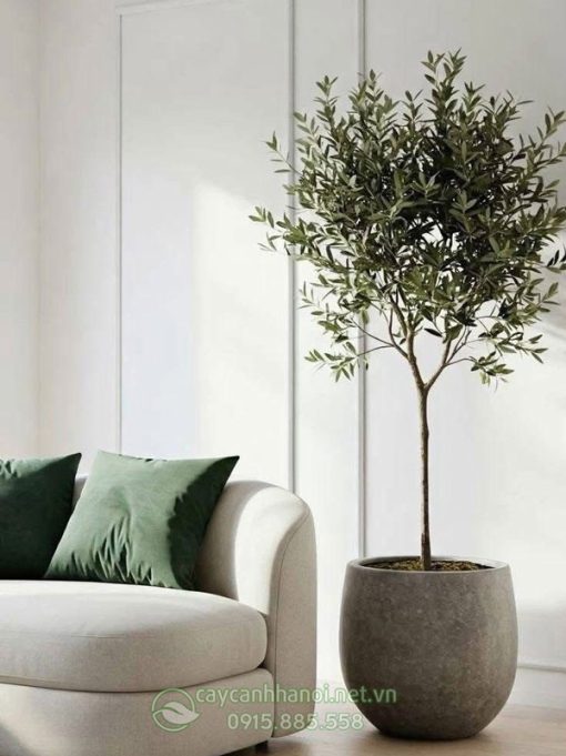 Cây olive tượng trưng cho hòa bình, trí tuệ, và sự trường thọ.