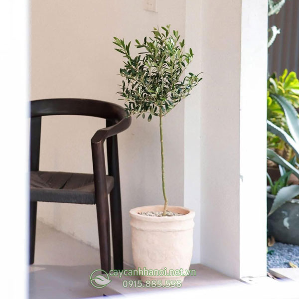 Cây Olive phong thủy trang trí nội thất đẹp