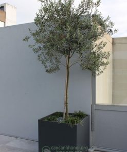 Cây Olive trồng chậu nhựa composite