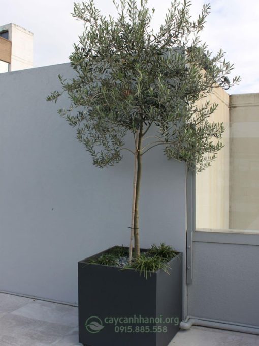 Cây Olive trồng chậu nhựa composite