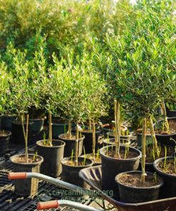 Cây Olive trồng chậu nhựa