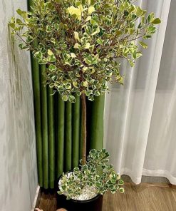Lá cây si Thái Lan cẩm thạch nổi bật với các vân màu đặc trưng