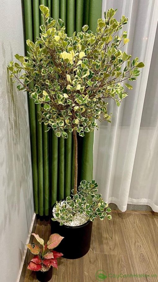Lá cây si Thái Lan cẩm thạch nổi bật với các vân màu đặc trưng