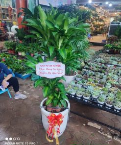 Thiết mộc lan tượng trưng cho con đường công danh thuận lợi và tiến xa
