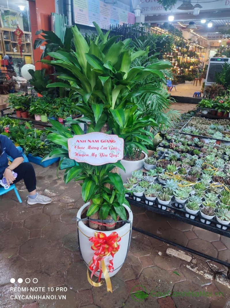 Thiết mộc lan tượng trưng cho con đường công danh thuận lợi và tiến xa
