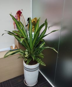 Cây thiết mộc lan có khả năng thanh lọc năng lượng tiêu cực