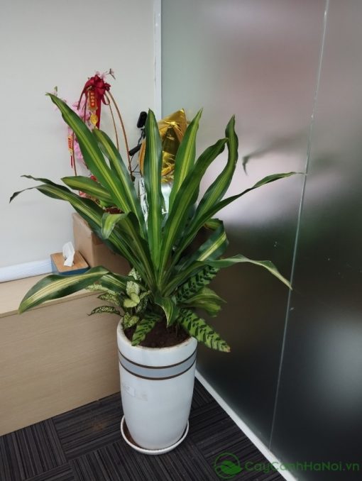 Cây thiết mộc lan có khả năng thanh lọc năng lượng tiêu cực