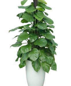 Sự xum xuê của tán lá trầu bà mang lại cảm giác sung túc, đủ đầy